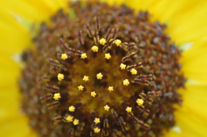 Sunflower Stars